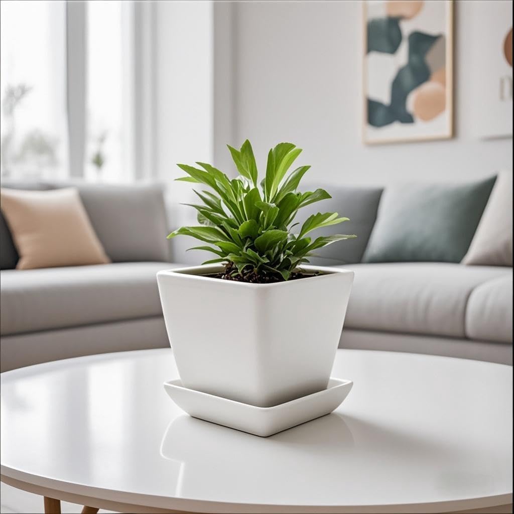 Square Plant Saucer 6 Inch 2 Pack，Plant Trays for Pots, White Ceramic Plant Saucers for Indoors Outdoors, Plant Drip Tray 4 6 8 10 12 14 Inch