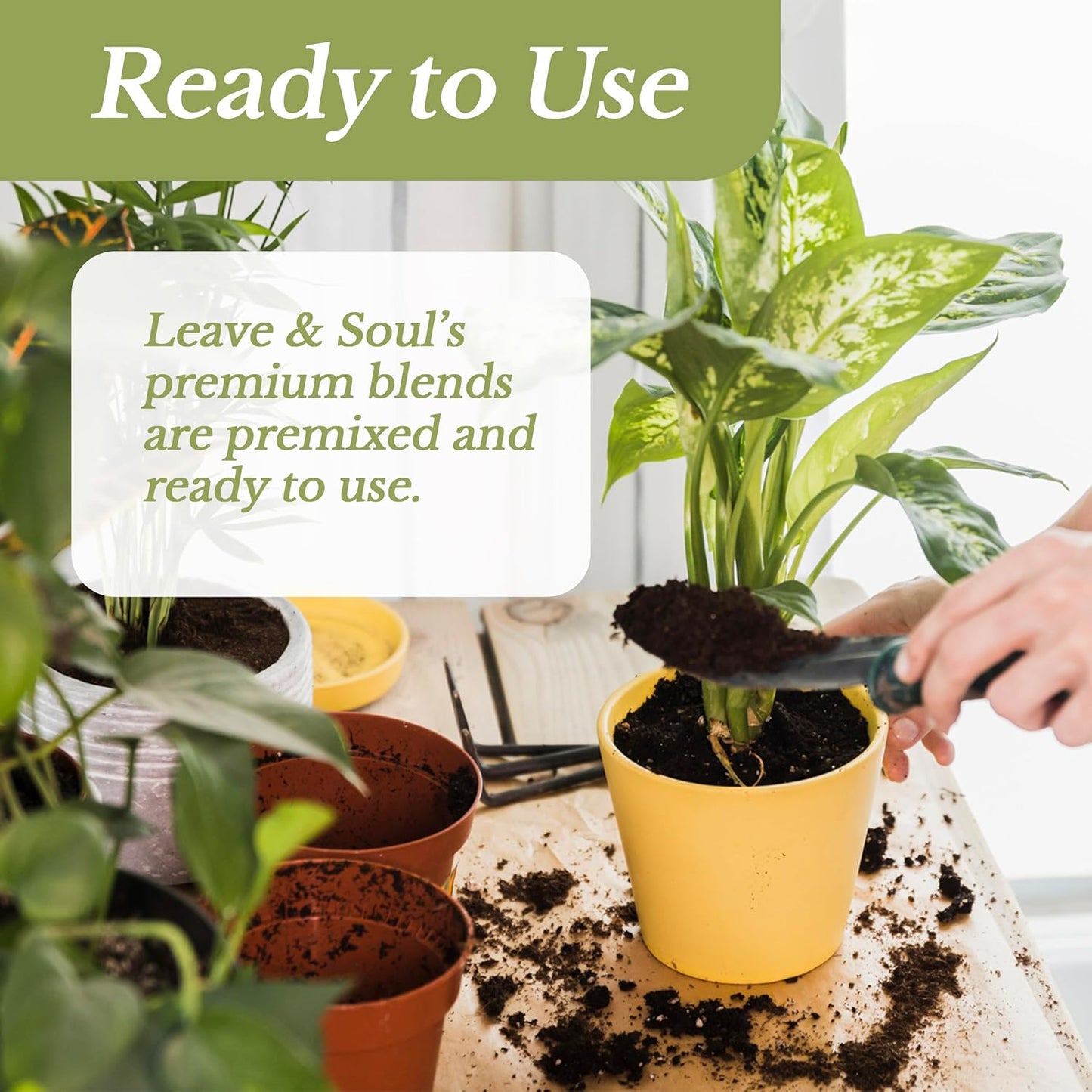 Fiddle Leaf Fig House Plant Soil Premium All Purpose Blend | Large 2.2 Quarts | Ready to Use for Indoor Houseplants | Peat, Sawdust, Course Sand and Pinebark | Made in USA