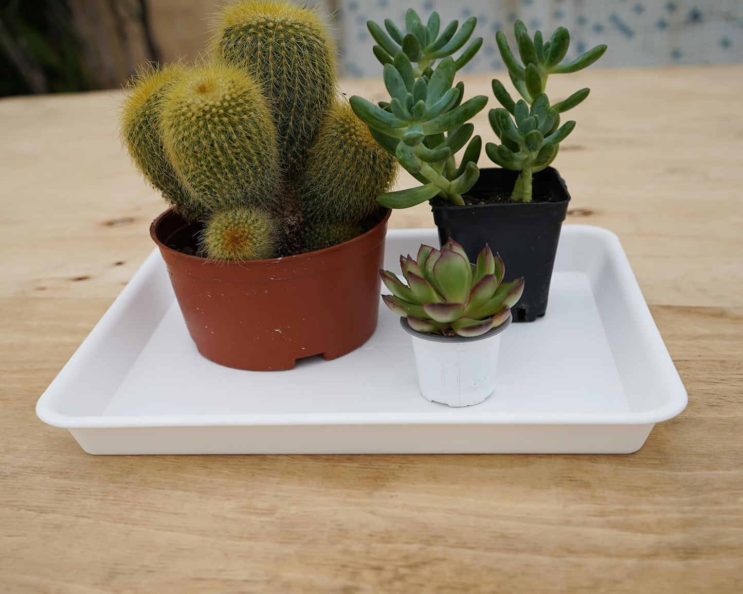 2 Pack Plant Growing Nursery 1020 Trays, Heavy Sturdy Seed Starting Saucer, No Holes Starter Tray for Indoors (22"x11.2", Creamy White)