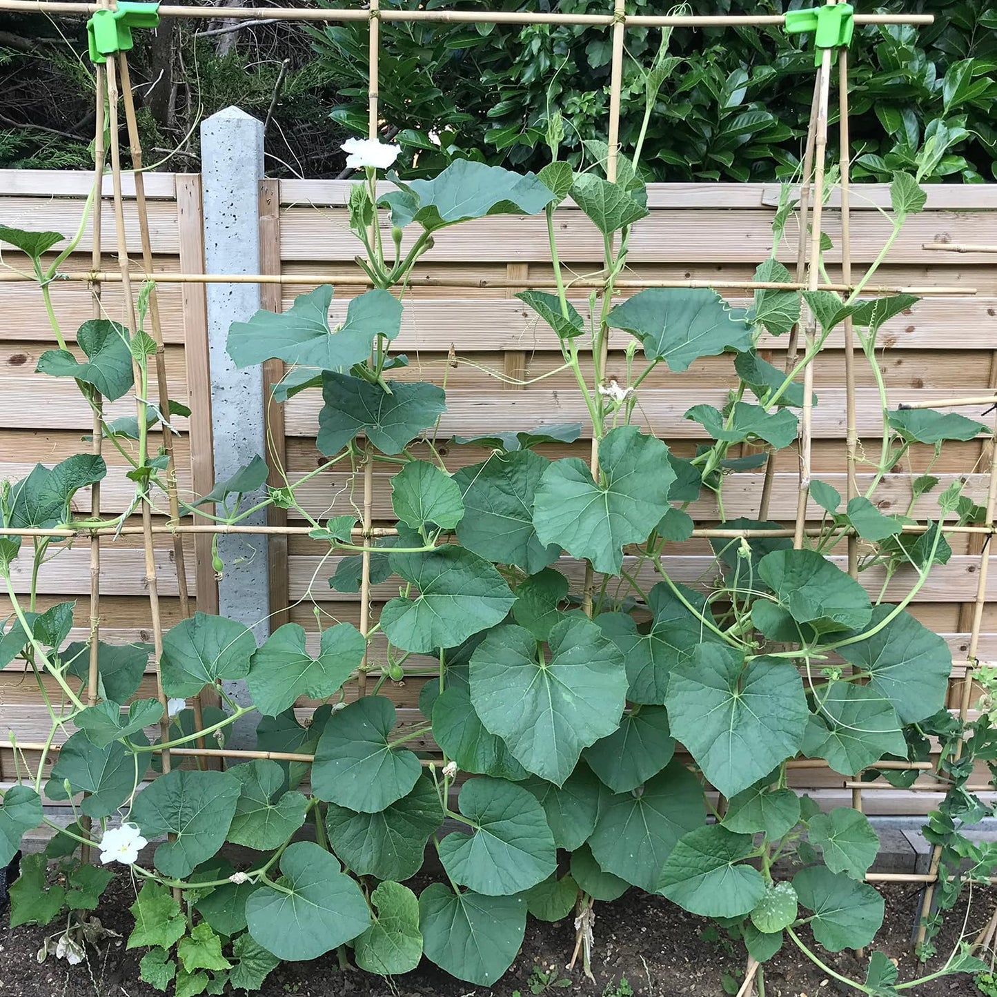 Plant Stakes 4FT, Natural Bamboo Stakes, HAINANSTRY 25Pcs Sturdy Bamboos Garden Stake, Bamboo Sticks for Plants, Beans, Indoor and Outdoor Climbing Plants, Tomato Vegetable Stakes for Garden